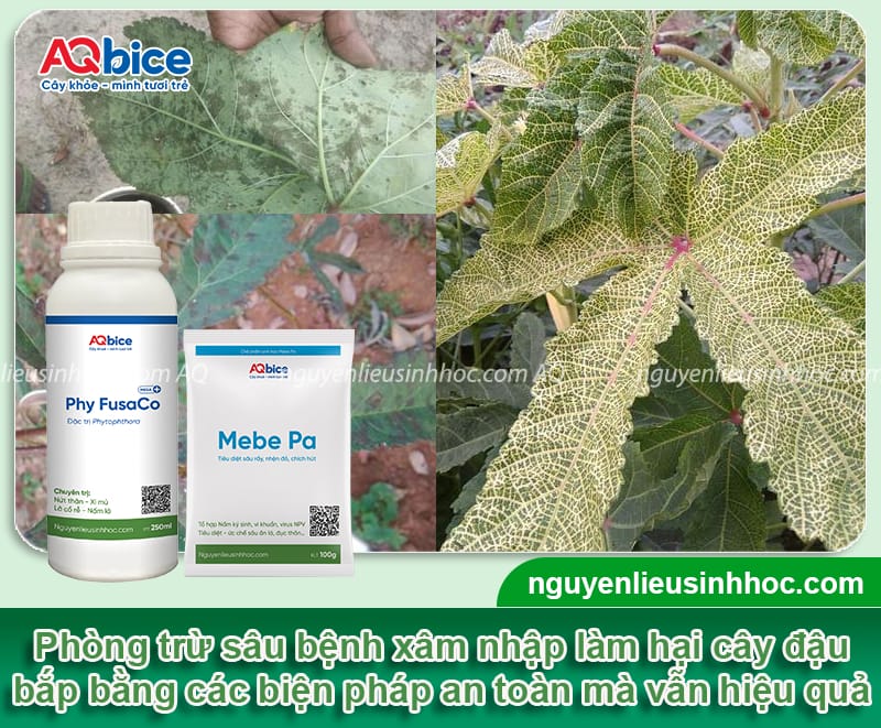 Cách trồng đậu bắp bằng hạt lớn nhanh, mau thu hoạch
