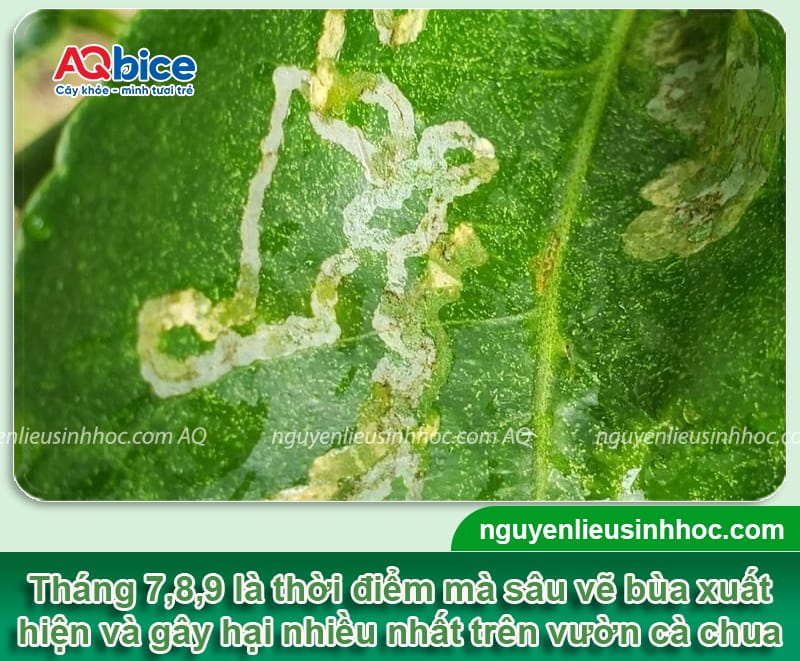 Sâu vẽ bùa cà chua: Nhận diện và Cách phòng trừ hiệu quả 2 Sâu vẽ bùa cà chua: Nhận diện và Cách phòng trừ hiệu quả