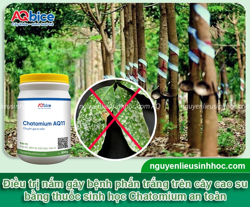 Bệnh phấn trắng trên cây cao su do đâu &; Cách phòng trừ