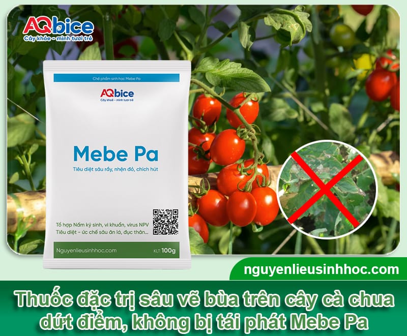 Sâu vẽ bùa cà chua: Nhận diện và Cách phòng trừ hiệu quả 4 Sâu vẽ bùa cà chua: Nhận diện và Cách phòng trừ hiệu quả