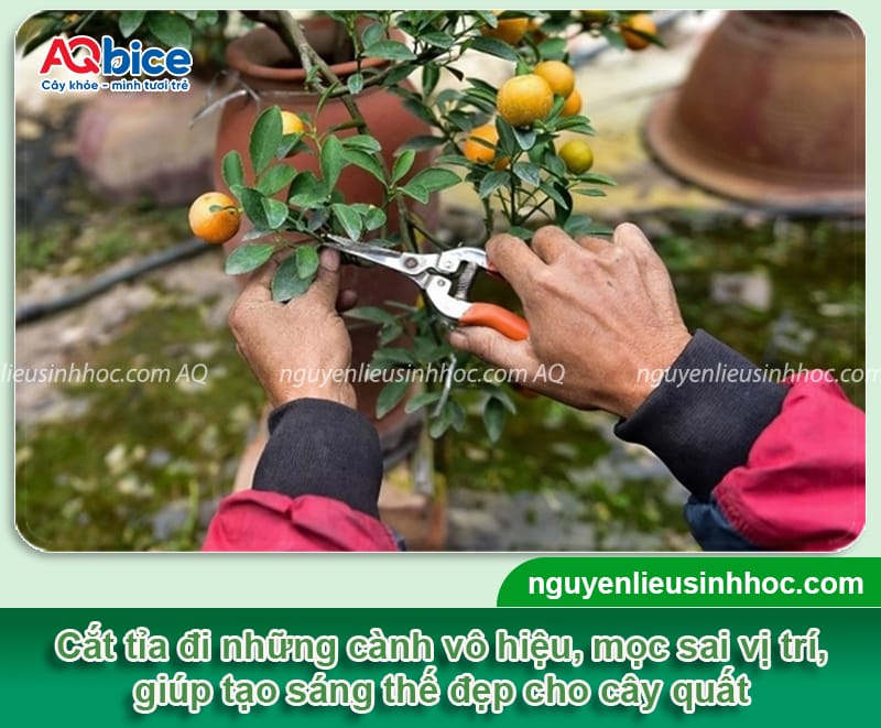 Kỹ thuật chăm sóc quất ra quả đúng dịp Tết Nguyên Đán 3 Kỹ thuật chăm sóc quất ra quả đúng dịp Tết Nguyên Đán