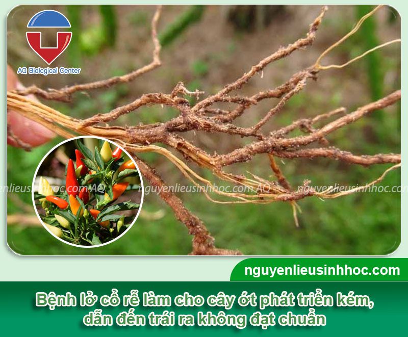 Cách phòng trị bệnh lở cổ rễ trên cây ớt & Nguyên nhân