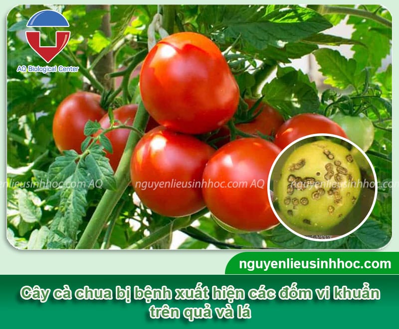 Biện pháp trị bệnh đốm vi khuẩn hại cà chua hiệu quả, an toàn