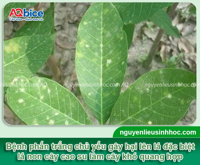 Bệnh phấn trắng trên cây cao su do đâu &; Cách phòng trừ