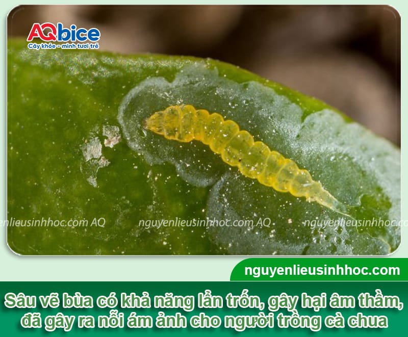 Sâu vẽ bùa cà chua: Nhận diện và Cách phòng trừ hiệu quả