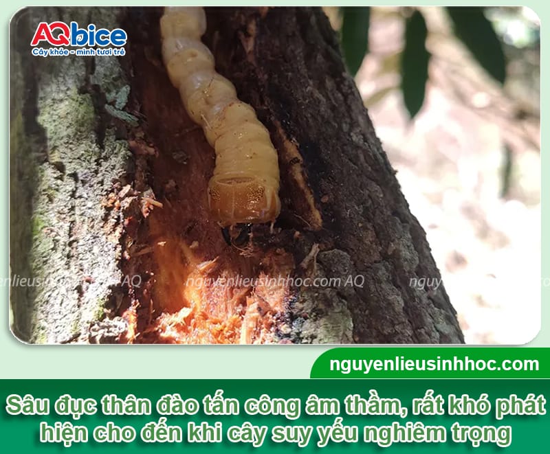 Thuốc trị sâu đục thân cây đào dứt điểm, giá tốt