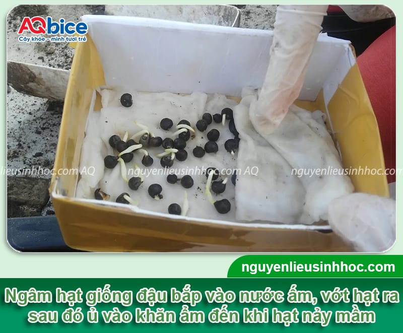 Cách trồng đậu bắp bằng hạt lớn nhanh, mau thu hoạch