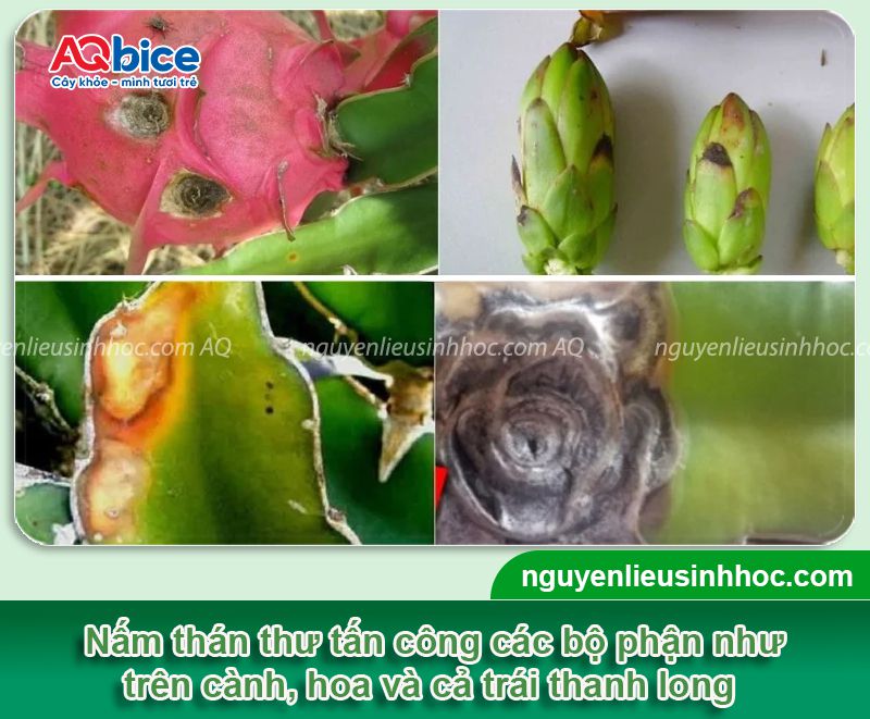Bệnh thán thư trên thanh long: Cách xử lý triệt để