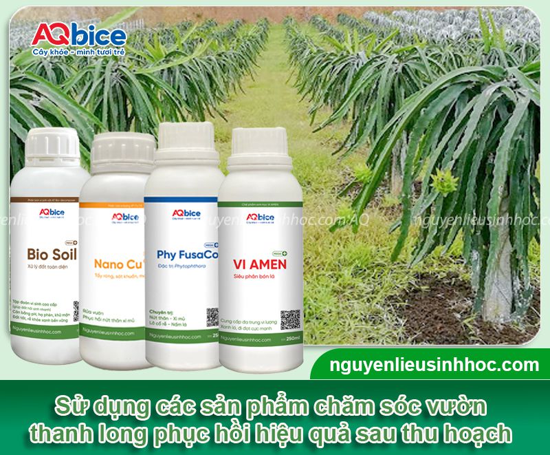 Cách chăm sóc thanh long sau thu hoạch để cây mau hồi phục 4 Cách chăm sóc thanh long sau thu hoạch để cây mau hồi phục