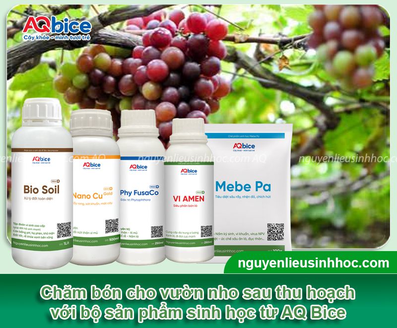 Cách chăm sóc nho sau thu hoạch mau hồi phục, rễ ra khỏe