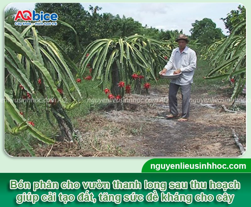 Cách chăm sóc thanh long sau thu hoạch để cây mau hồi phục 3 Cách chăm sóc thanh long sau thu hoạch để cây mau hồi phục