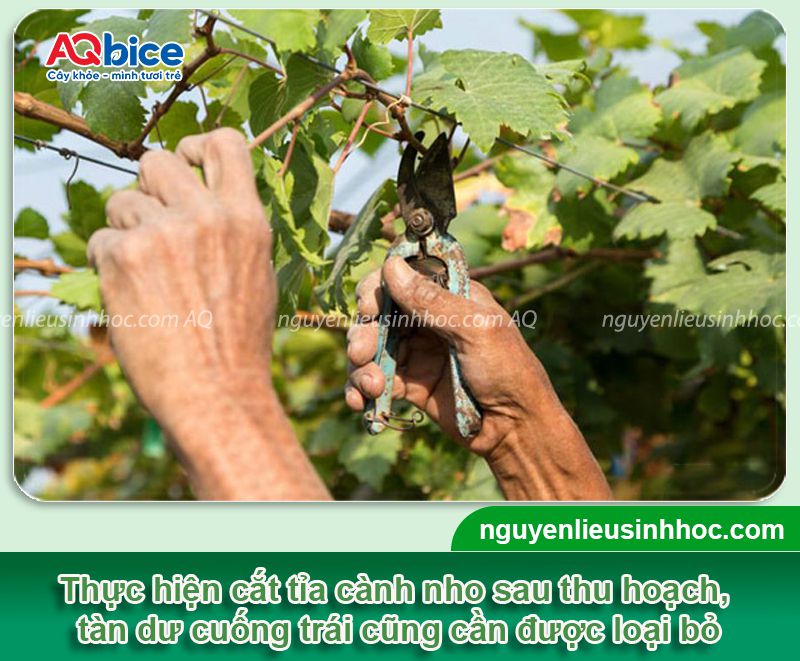 Cách chăm sóc nho sau thu hoạch mau hồi phục, rễ ra khỏe