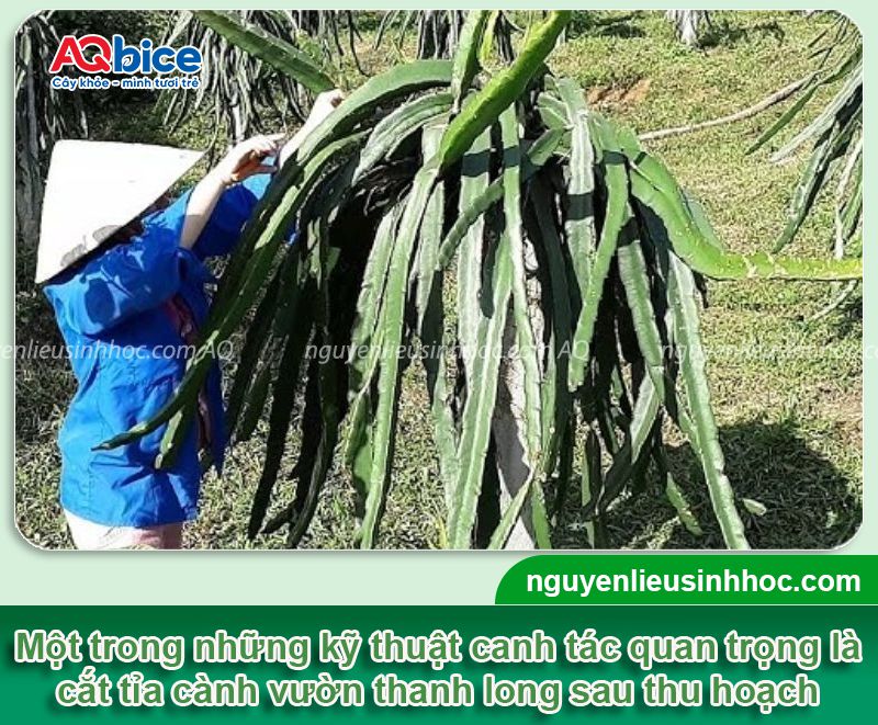 Cách chăm sóc thanh long sau thu hoạch để cây mau hồi phục