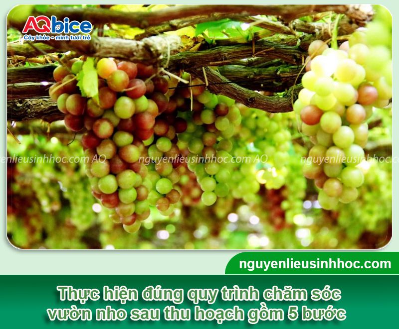 Cách chăm sóc nho sau thu hoạch mau hồi phục, rễ ra khỏe