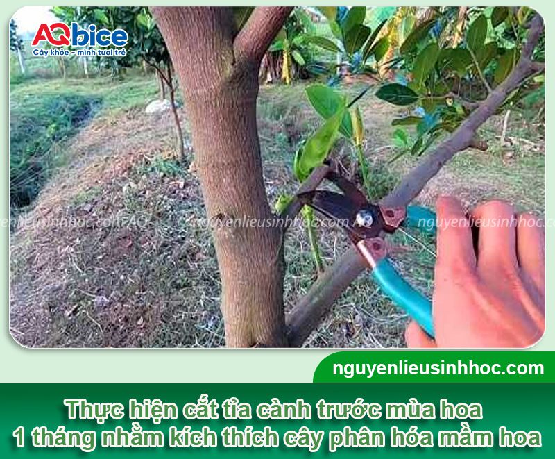 Hướng dẫn cách chăm mít ra quả trĩu cành, sai quả, lớn trái 2 Hướng dẫn cách chăm mít ra quả trĩu cành, sai quả, lớn trái