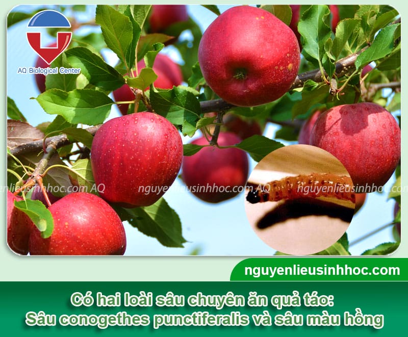 Sâu ăn quả táo: Nguyên nhân và cách phòng ngừa hiệu quả