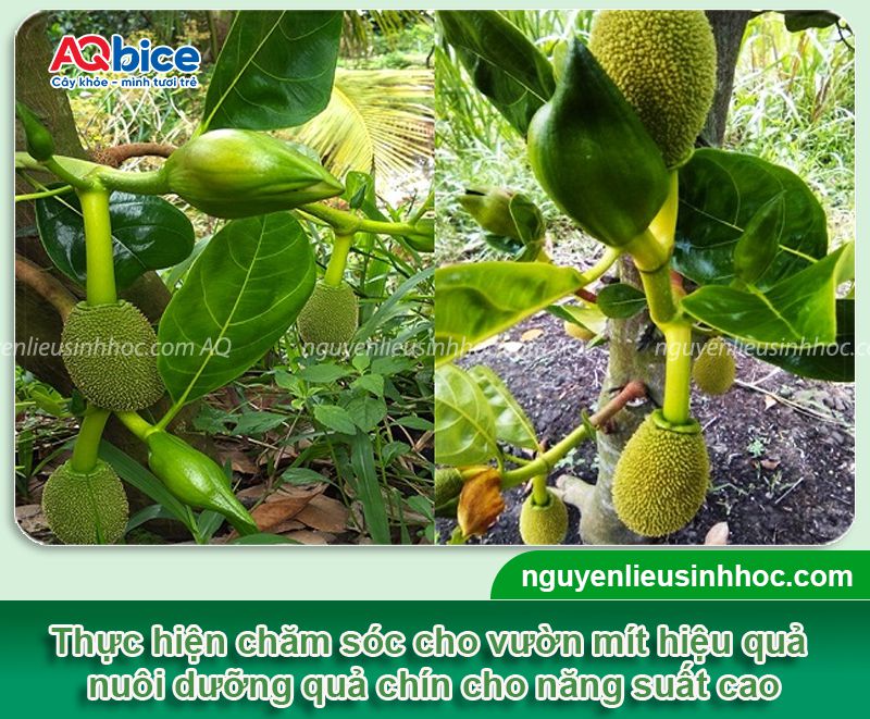 Hướng dẫn cách chăm mít ra quả trĩu cành, sai quả, lớn trái 1 Hướng dẫn cách chăm mít ra quả trĩu cành, sai quả, lớn trái