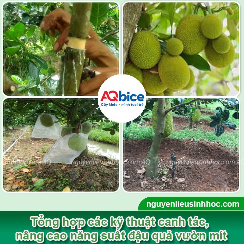 Hướng dẫn cách chăm mít ra quả trĩu cành, sai quả, lớn trái 3 Hướng dẫn cách chăm mít ra quả trĩu cành, sai quả, lớn trái