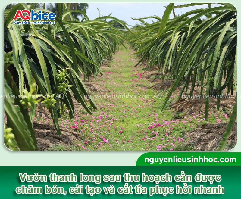 Cách chăm sóc thanh long sau thu hoạch để cây mau hồi phục 1 Cách chăm sóc thanh long sau thu hoạch để cây mau hồi phục