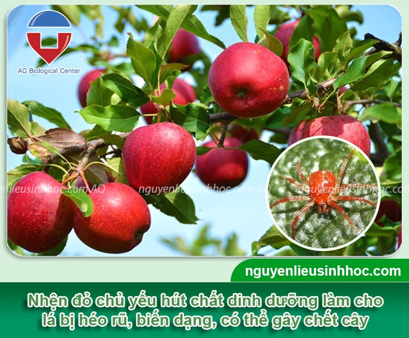Nhện đỏ trên cây táo gây hại thế nào và cách phòng trị ra sao?