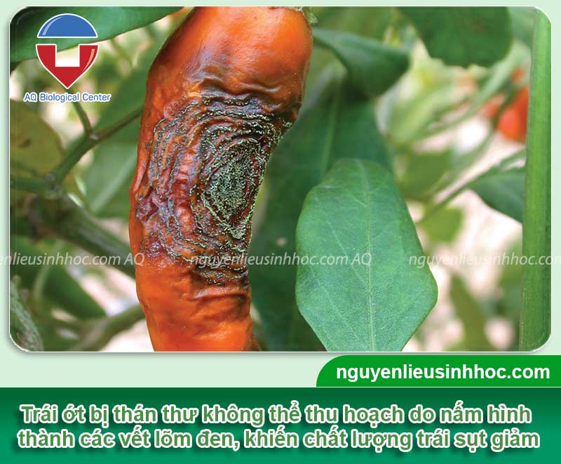 Bệnh trên cây ớt: Các bệnh thường gặp & Hướng xử lý
