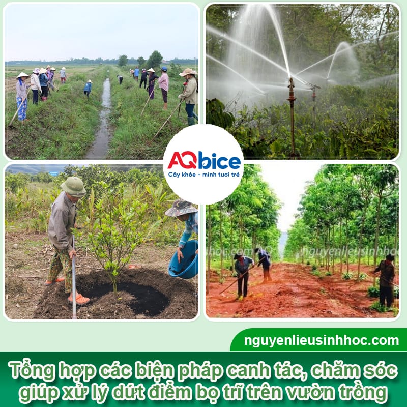 Thuốc trị bọ trĩ và nhện đỏ Mebe Pa: Hiệu quả nhanh, tức thì