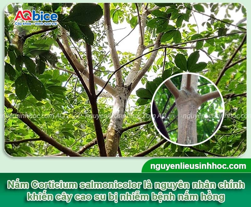 Bệnh nấm hồng trên cây cao su do đâu và Cách xử lý nhanh 2 Bệnh nấm hồng trên cây cao su do đâu và Cách xử lý nhanh