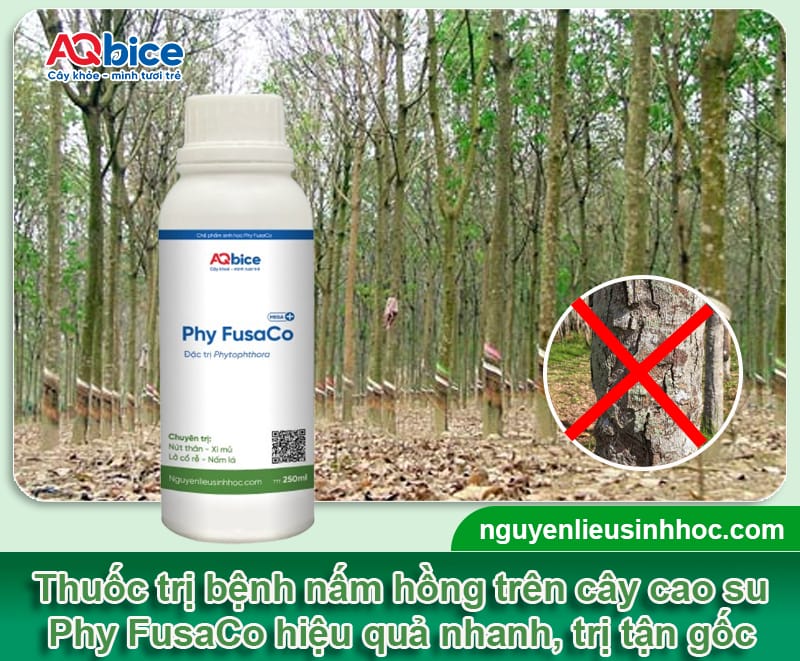 Bệnh nấm hồng trên cây cao su do đâu và Cách xử lý nhanh 4 Bệnh nấm hồng trên cây cao su do đâu và Cách xử lý nhanh