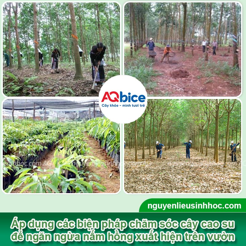 Bệnh nấm hồng trên cây cao su do đâu và Cách xử lý nhanh 3 Bệnh nấm hồng trên cây cao su do đâu và Cách xử lý nhanh