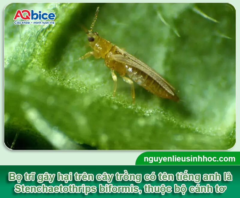 Thuốc trị bọ trĩ và nhện đỏ Mebe Pa: Hiệu quả nhanh, tức thì