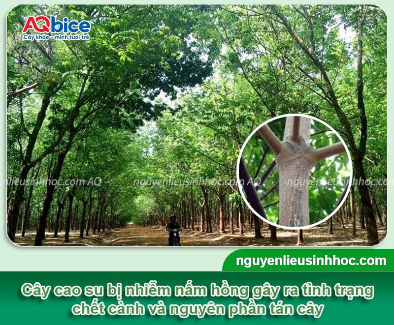 Bệnh nấm hồng trên cây cao su do đâu và Cách xử lý nhanh