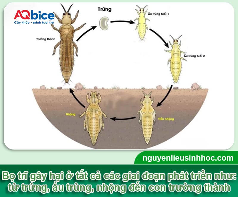 Thuốc trị bọ trĩ và nhện đỏ Mebe Pa: Hiệu quả nhanh, tức thì