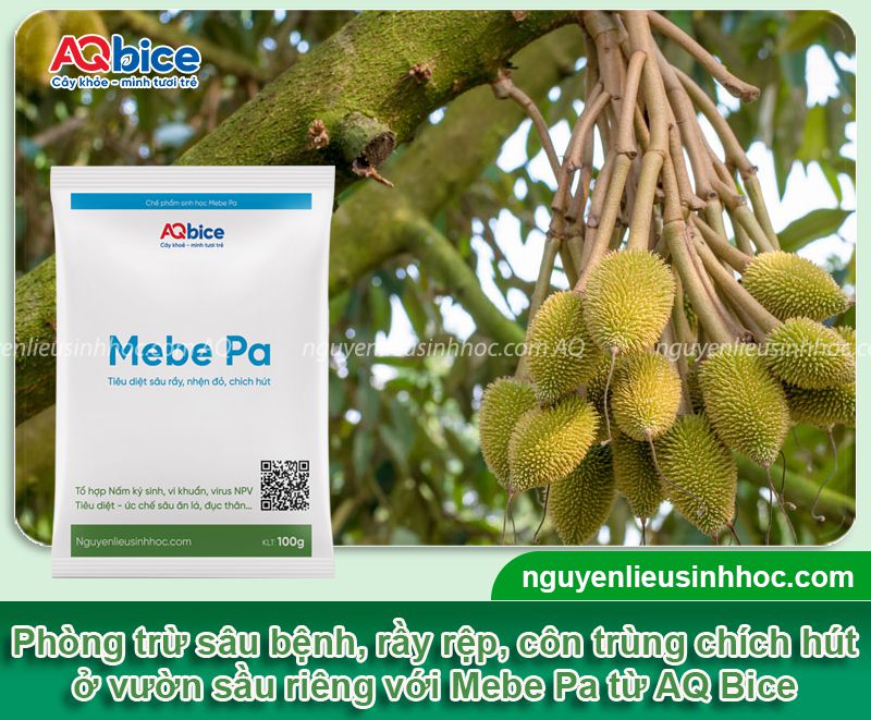 Xử lý sầu riêng xổ nhụy đi đọt đúng chuẩn kỹ thuật 6 Xử lý sầu riêng xổ nhụy đi đọt đúng chuẩn kỹ thuật