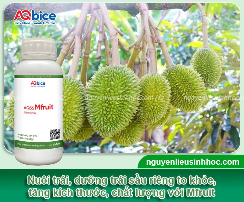 Xử lý sầu riêng xổ nhụy đi đọt đúng chuẩn kỹ thuật 5 Xử lý sầu riêng xổ nhụy đi đọt đúng chuẩn kỹ thuật
