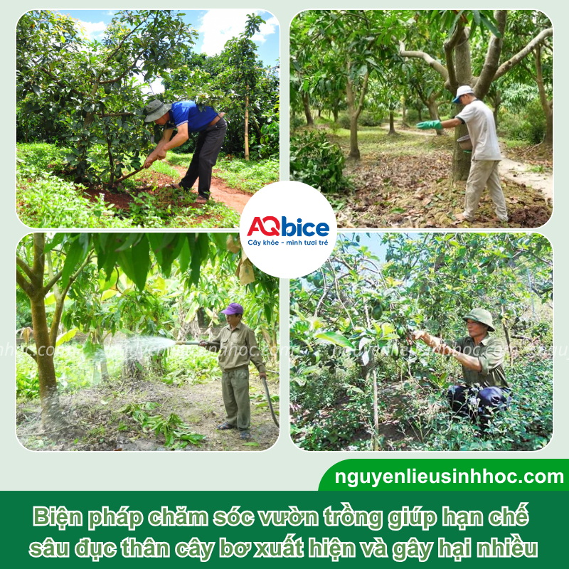 Thuốc trị sâu đục thân bơ Mebe Pa giúp bảo vệ năng suất 
