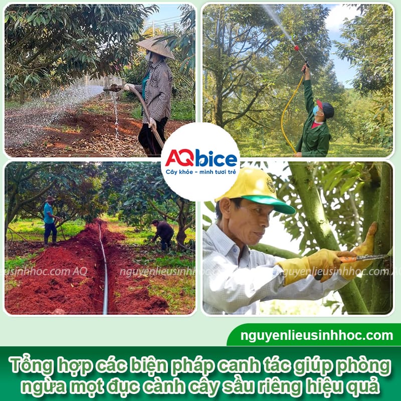 Xử lý triệt để mọt đục cành sầu riêng giúp vườn cây trĩu quả