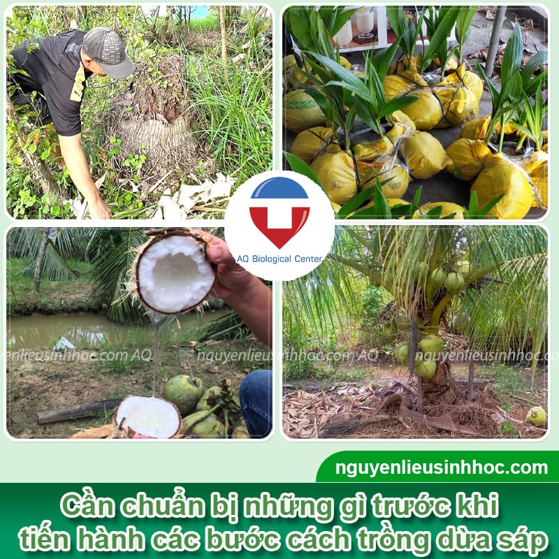Hướng dẫn cách trồng dừa sáp đạt hiệu quả, năng suất cao