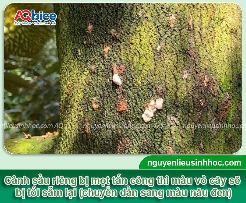 Xử lý triệt để mọt đục cành sầu riêng giúp vườn cây trĩu quả