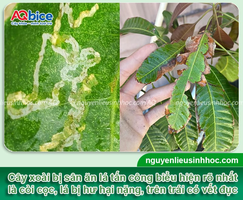 Phòng trừ sâu ăn lá xoài hiệu quả nhanh, tiết kiệm chi phí 3 Phòng trừ sâu ăn lá xoài hiệu quả nhanh, tiết kiệm chi phí