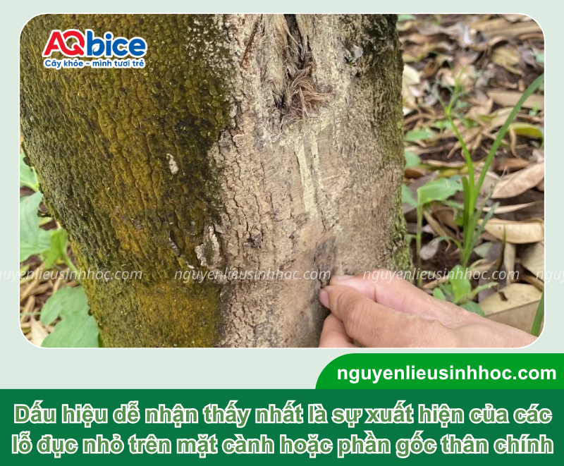 Thuốc trị sâu đục thân bơ Mebe Pa giúp bảo vệ năng suất 