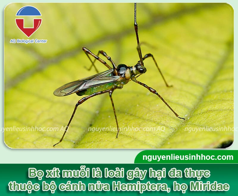 Thuốc trị bọ xít muỗi hiệu quả, giá tốt, chất lượng cao