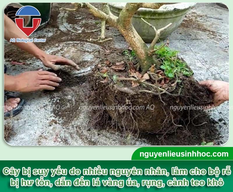 Thuốc phục hồi cây suy yếu AQ52 Nutri ra rễ, vọt đọt, xanh lá