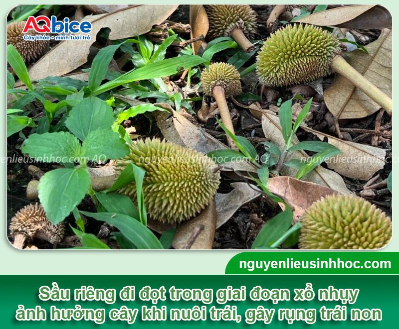 Xử lý sầu riêng xổ nhụy đi đọt đúng chuẩn kỹ thuật 3 Xử lý sầu riêng xổ nhụy đi đọt đúng chuẩn kỹ thuật