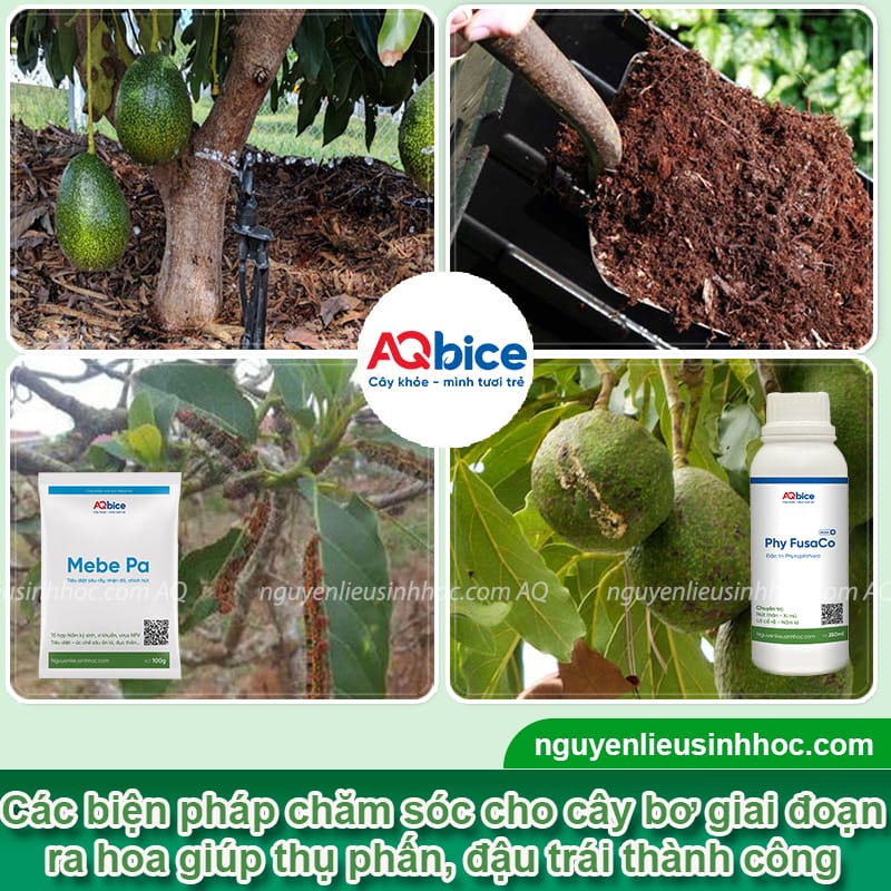 Cách chăm sóc cây bơ khi ra hoa giúp đậu trái, giảm rụng non 1 Cách chăm sóc cây bơ khi ra hoa giúp đậu trái, giảm rụng non
