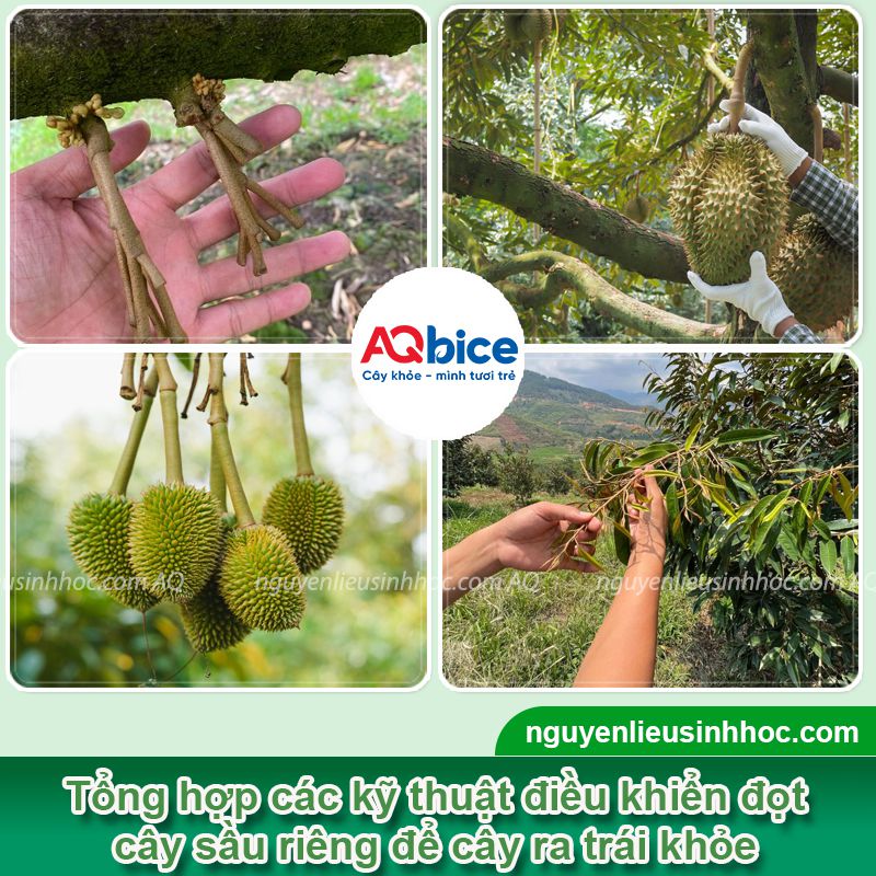 Xử lý sầu riêng xổ nhụy đi đọt đúng chuẩn kỹ thuật 4 Xử lý sầu riêng xổ nhụy đi đọt đúng chuẩn kỹ thuật