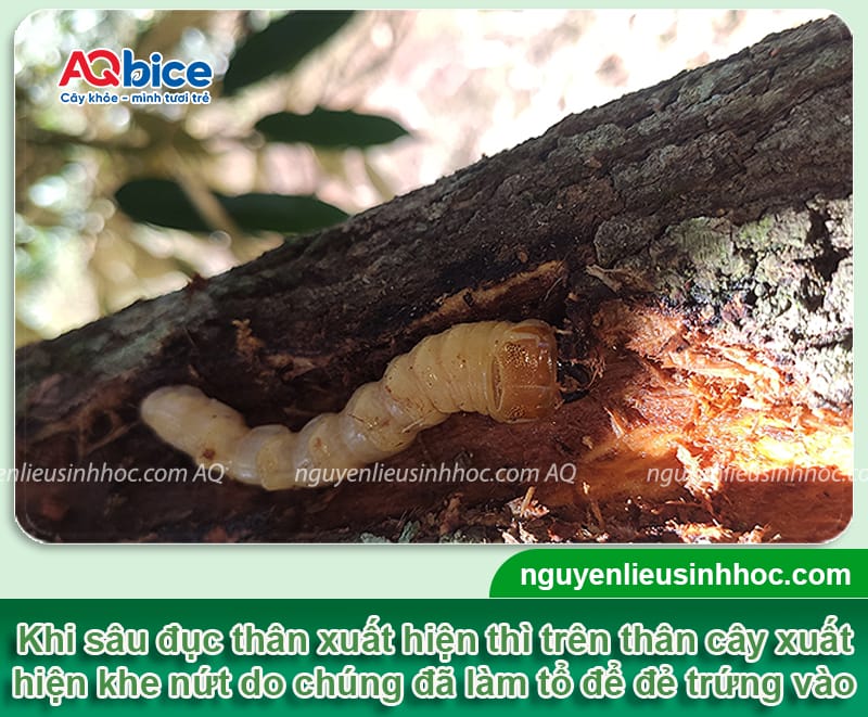 Sâu đục thân cây hồng xiêm: Nguyên nhân & Cách phòng trừ 2 Sâu đục thân cây hồng xiêm: Nguyên nhân &; Cách phòng trừ