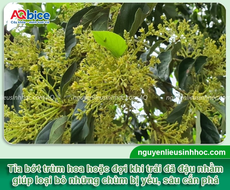 Cách chăm sóc cây bơ khi ra hoa giúp đậu trái, giảm rụng non