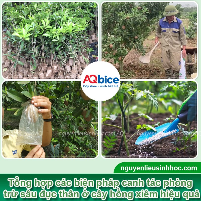 Sâu đục thân cây hồng xiêm: Nguyên nhân & Cách phòng trừ 3 Sâu đục thân cây hồng xiêm: Nguyên nhân &; Cách phòng trừ