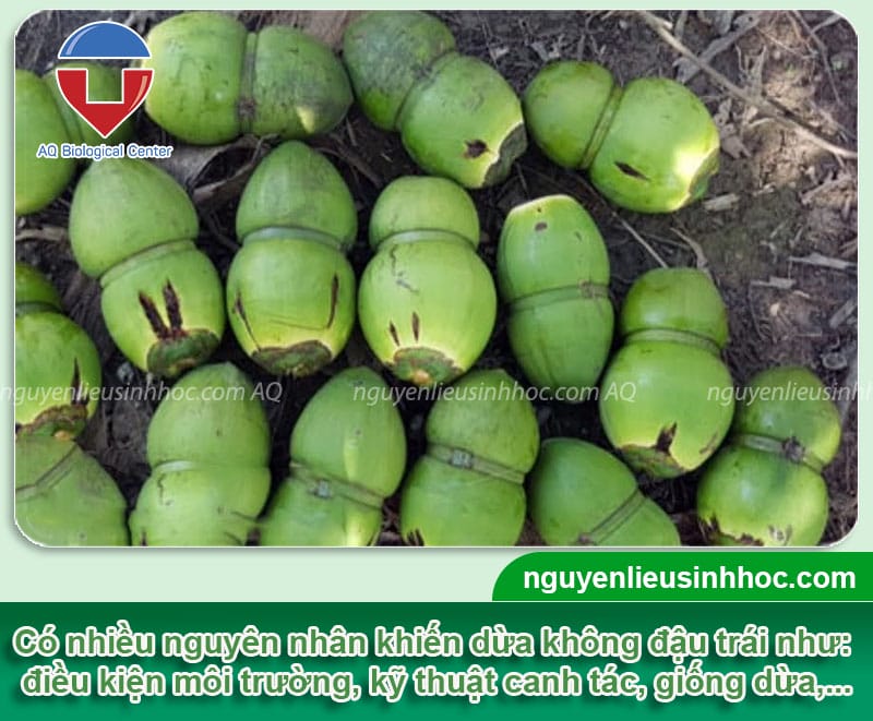 Thuốc đậu trái dừa: Bí quyết giúp vườn dừa sai trĩu quả