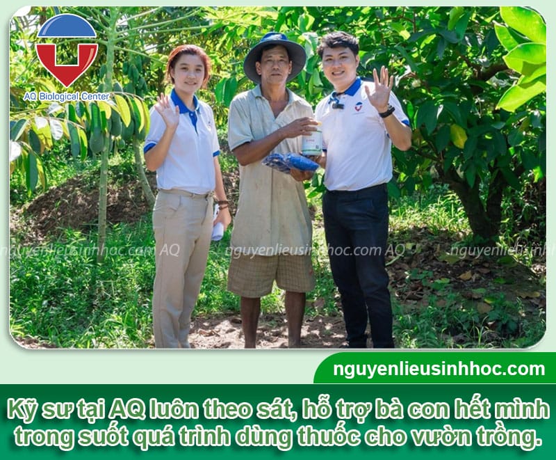 Thuốc đậu trái dừa: Bí quyết giúp vườn dừa sai trĩu quả